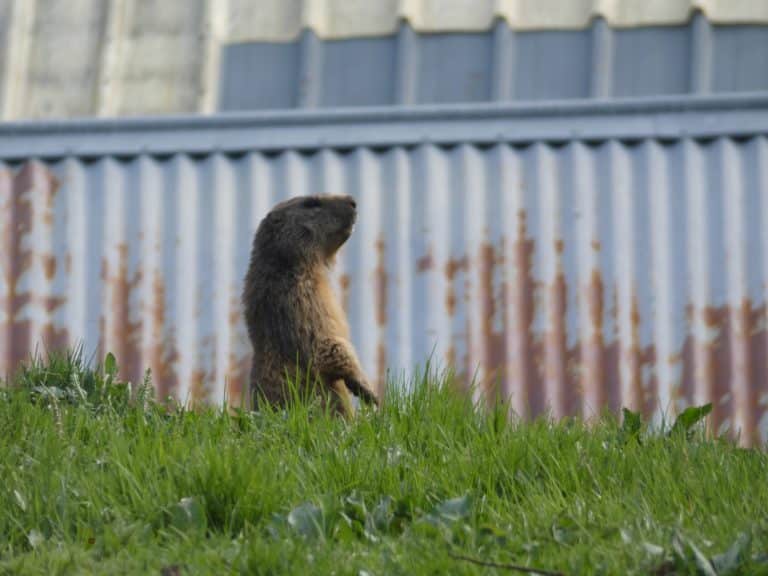 Marmotte à Châtel, Haute-Savoie, vacances, montagne, randonnée